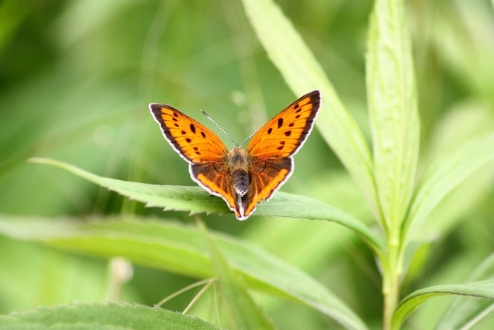 Lycaena dispar e altri licenidi.